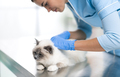 Professional vet examining a beautiful cat - PhotoDune Item for Sale