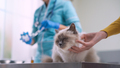 Professional vet giving an injection to a pet - PhotoDune Item for Sale