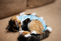 Sleep cat in a bandage after surgery. Care of a pet after cavitary operation sterilization. - PhotoDune Item for Sale