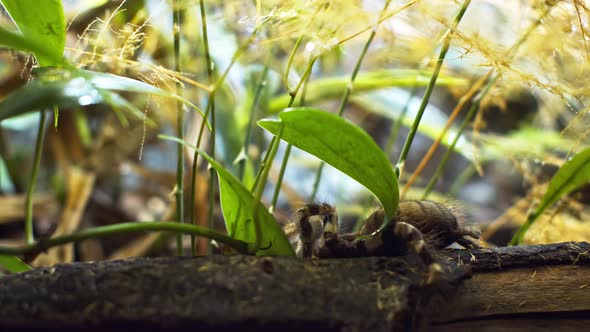 A Large Spider Climbs Into a Hole in the Web. Macro. House of Pests. Close