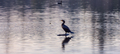 Double-crested Cormorant Bird in Deer Lake - PhotoDune Item for Sale