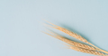 Three ripe spikelets with grains of wheat on a blue background - PhotoDune Item for Sale