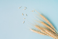 Ripe ears with grains of wheat on a blue background - PhotoDune Item for Sale