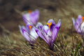 Violet crocus spring flowers in the meadow - PhotoDune Item for Sale