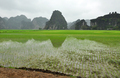 Vietnam landscape. Rice fields and karst towers in Ninh Binh - PhotoDune Item for Sale