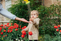 Spring Gardening Activities for Kids. Cute toddler little girl in raincoat watering red tulips - PhotoDune Item for Sale
