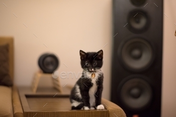 Selective focus shot of a cite black and white kitten sitting on the furniture