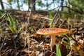 Amanita Muscaria in the sunlight, in the forest. Beautiful poisonous mushroom, in dry leaves. - PhotoDune Item for Sale