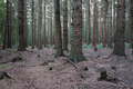 Coniferous forest on a cloudy autumn day. Spruce trunks and soil without plants. - PhotoDune Item for Sale