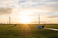 Cows graze in a pasture against the background of wind turbines, a beautiful meadow - PhotoDune Item for Sale