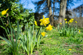 Beautiful yellow blooming narcissus in the park, against the backdrop of trees and blue sky. - PhotoDune Item for Sale