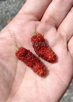 mmon mulberry and silkworm mulberry. Berries are edible when ripe.
Widely cultivated to feed leaves to silkworms in commercial production of silk. Notable for the rapid release of its pollen, which is launched at greater than half the speed of sound, making it the fastest movement in the plant kingdom!