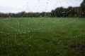 Spider silk in raindrops or dew, in the early morning, against the backdrop of a green meadow - PhotoDune Item for Sale