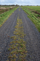 Rural road with tire tracks is located between two fields, against the sky, in the countryside - PhotoDune Item for Sale
