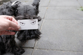 Male hand holds a white paper with drawn evil eyes, which covers part of muzzle of dog schnauzer - PhotoDune Item for Sale