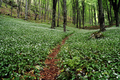 Path in a forest full with blooming wild garlic plants - PhotoDune Item for Sale