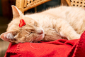 Cute funny ginger cat, with small red heart, sleeping on red blanket. Pets like human. - PhotoDune Item for Sale