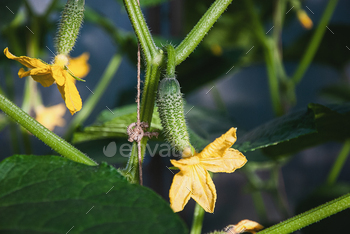 Cucumber kukes with yellow flowers on cucumber plant vine closeup
