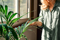 Woman touching green leaves of Kentia houseplants. Moisturize leaves of tropical plants. - PhotoDune Item for Sale