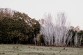 Autumn rural landscape with trees in the background. - PhotoDune Item for Sale
