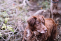 Brown dog of the Munsterlander breed looking to his left. - PhotoDune Item for Sale