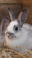 portrait of cute little farm bunny - PhotoDune Item for Sale