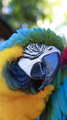 Macaw in yellow and blue - PhotoDune Item for Sale