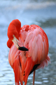 Flamingo - PhotoDune Item for Sale