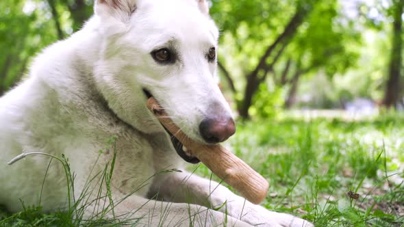 Dog Picks Up Stick and Walks Away