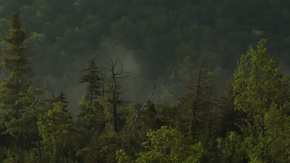 Aerial shot tracking through treeline of dense forest with fog