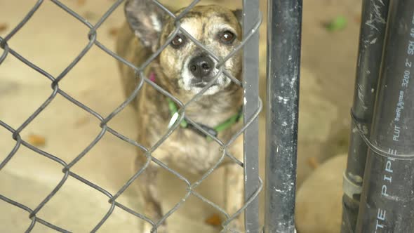 A small cute brown dog looking at owner from behind a chain link gate then walking away into backyar