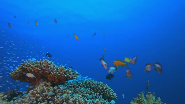 Underwater Scene and Blue-Green Fish