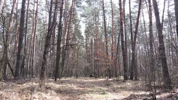 Trees in a Pine Forest During the Day Aerial View