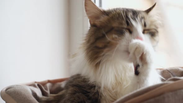 Cute Fluffy Cat Washes at Home on the Windowsill