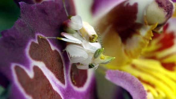 Macro shot of an Orchard Mantis eating a green bug on a flower