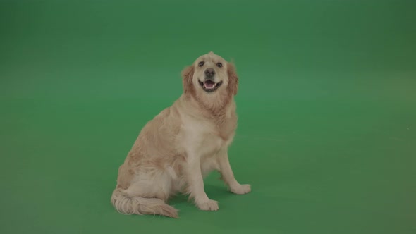 Full Size Golden Retriever Green Screen Dog Sittng Isolated On Green Screen 4 K Video Footage