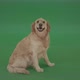 Full Size Golden Retriever Green Screen Dog Sittng Isolated On Green Screen 4 K Video Footage - VideoHive Item for Sale