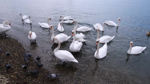 White swans swim in the sea near the shore