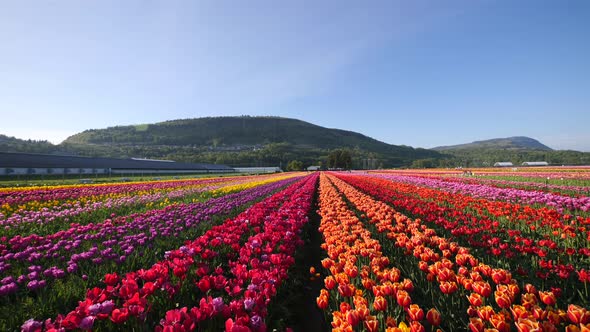 Orange tulip flowers fields growing in crops