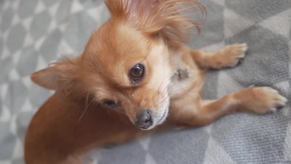 Adorable Funny Longhair Chihuaha Dog Sleeps on Plaid