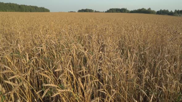 Wheat Field on an Agricultural Farm