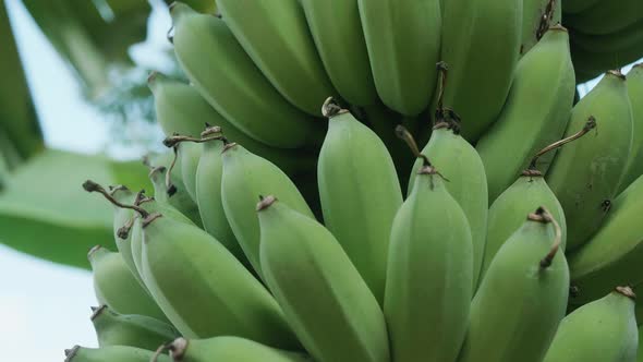 Fruit Stalk of Green Bananas Grow on Banana Tree with Natural Background