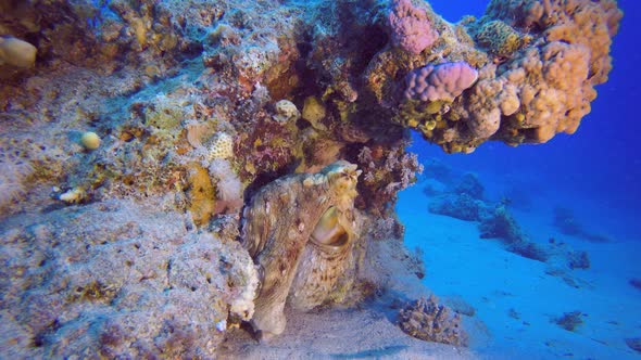 Red Sea Octopus