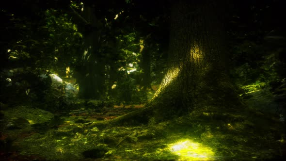 Forest Landscape with Old Massive Trees and Mossy Stones