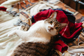 Cute Big Tabby Cat Looking at Camera - PhotoDune Item for Sale