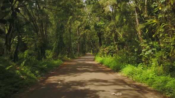 Road through tropical forest in Hawaii