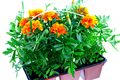 bright orange marigolds in plastic pots - PhotoDune Item for Sale