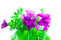 bright purple petunia - PhotoDune Item for Sale