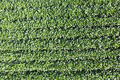 Aerial view of a field dedicated to soybean cultivation - PhotoDune Item for Sale