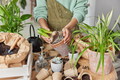 Cropped image of unknown female florist transplants bulb flowers in pots holds plant with soil poses - PhotoDune Item for Sale